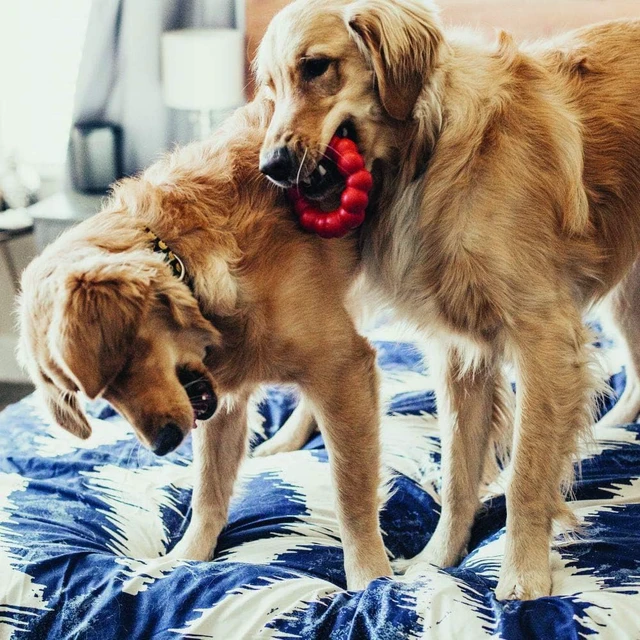 Alt view image 2 of 5 - Ring, Natural Rubber Chew Toy for Dental Health, for Small/Medium Dogs | KONG Natural Rubber Ring Toy That Supports Healthy Chewing Habits, Dog Dental Health & Natural Play Instincts