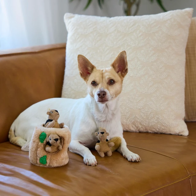 Alt view image 5 of 6 - Squeakin' Squirrels Plush Squeaky Dog Toys, 3-Pack, 7" | Standalone Play or Hide-A-Squirrel Replacement Squirrels, Soft for Cuddle & Carry, Light Chewers, Puppies & Small Dogs