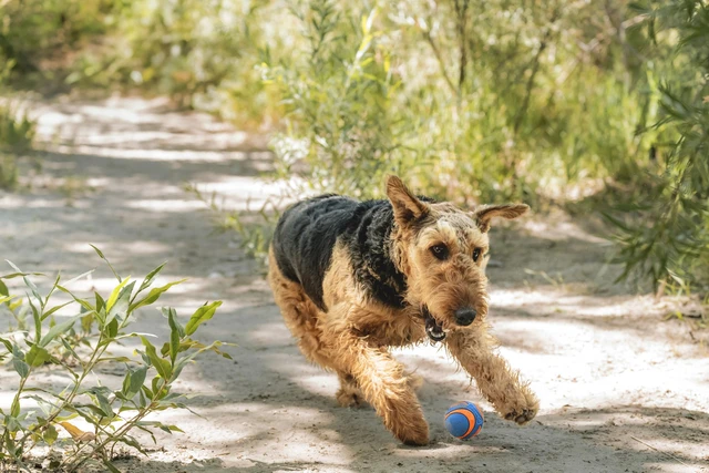 Alt view image 3 of 6 - Ultra Squeaker Dog Ball, Fetch Toy, Medium, 1 Pack