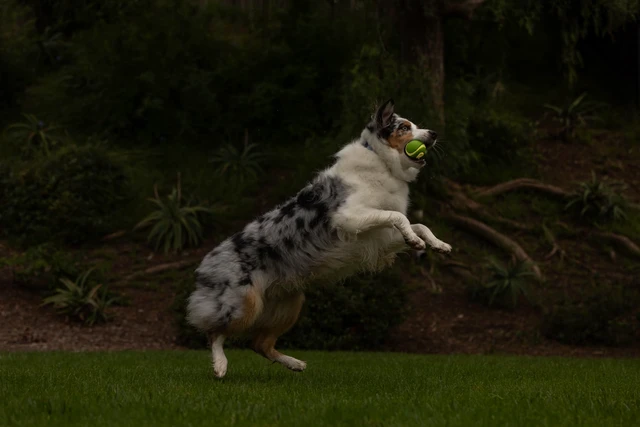 Alt view image 3 of 4 - Max Glow Ultra Squeaker Ball, Medium, 1 Pack | Measures 2.5 In Diameter, for Breeds 20-60 lbs
