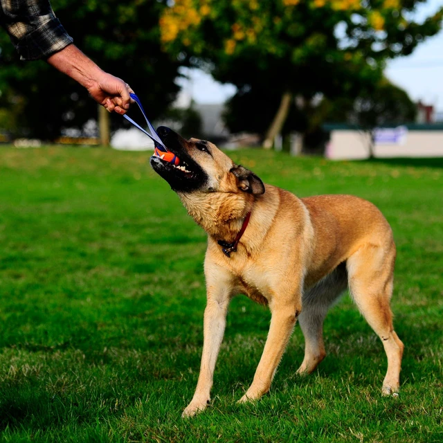 Alt view image 2 of 6 - Ultra Tug Dog Toy, Durable Nylon Cord Handle, Large 3-in | Ultra Ball on a Tug-of-War Handle Offers Fetch and Tug Play for Large Breeds 60-100 lbs in Orange and Blue