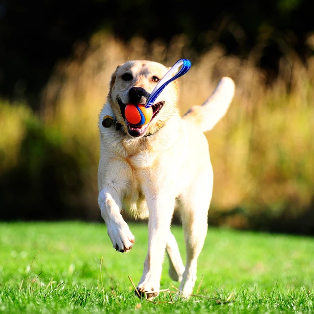 Alt view image 2 of 6 - Ultra Tug Dog Toy, Medium, Fetch & Tug Ball for Dogs 20-60 Pounds | A Fun Toy for Interactive Play with Your Dog