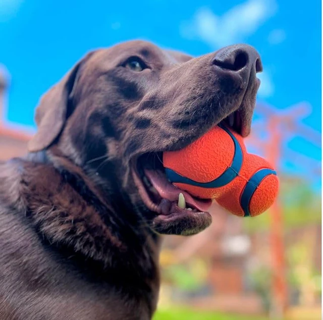 Alt view image 2 of 3 - Ultra Tumbler Dog Fetch Toy