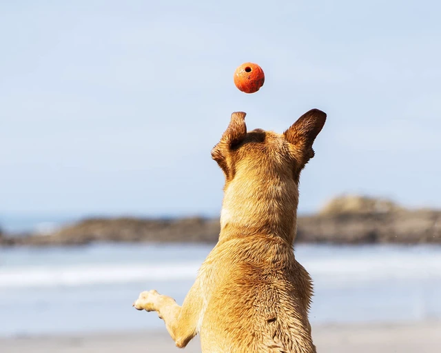 Alt view image 3 of 6 - High-Bounce Rubber Fetch Ball, Small (Colors Vary) 2 Pack
