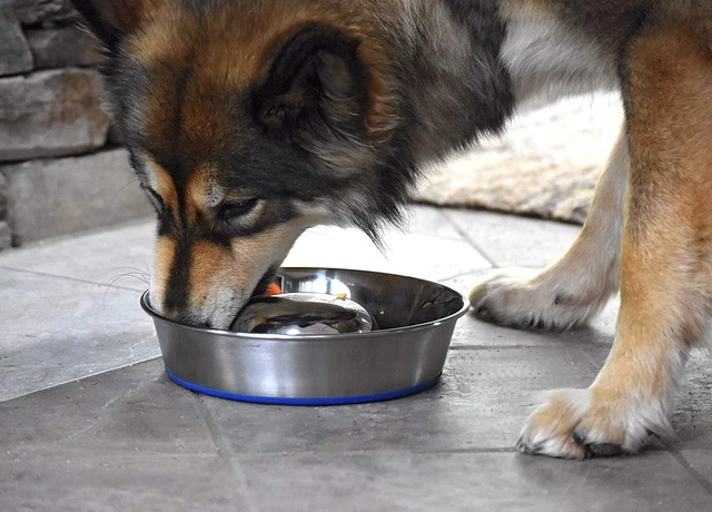 Alt view image 5 of 7 - DuraPet Slow Feed Premium Stainless Steel Bowl (Heavyweight Durable Stainless Steel Bowls, Dog Food Bowl, and Dog Water Bowl) Great Alternative to Snuffle Mat for Dogs-Medium