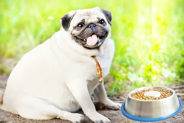 Alt view image 6 of 7 - Stainless Steel Interactive Slow Feed Dog Bowl with a Blue Silicone Base, Fun Healthy Bloat Stop Feeder (Medium)