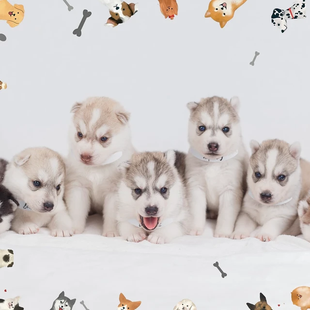 Alt view image 6 of 7 - 500 Count 10 Inch White Adjustable Paper Dog Collars with Tear Resistant Waterproof Whelping Collars Paper Puppy ID Bands Adhesive Pet Identification Tags for Newborn Dog Cat Animal