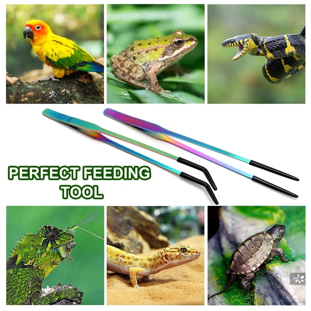 Alt view image 7 of 7 - OLIISS Iridescent Reptile Feeding Tongs with Rubber Tips, 10.6", 2 Pack | Straight & Curved, Stainless Steel, Secure Grip, Feeder Tools for Bearded Dragons, Geckos & Lizards, Terrarium Tank Supplies