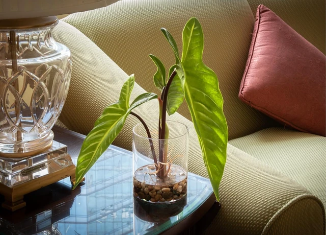 Alt view image 5 of 7 - Realistic Faux Plant in Clear Pot with Artificial Water, Narrow Arrowhead Leaves. Artificial Plants Indoor and Outdoor