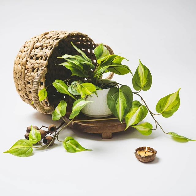 Alt view image 5 of 6 - Light Green Fake pothos Plant
