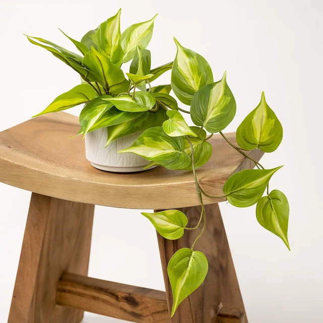 Alt view image 6 of 6 - Light Green Fake pothos Plant