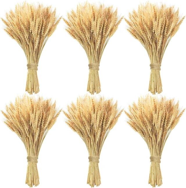 Main image of 600 Stems Natural Dried Wheat Stalks, 18 inches Dried Wheat Grass Bundle Wheat Sheaves Wreath for Flowers Arrangement Wedding Table Centerpieces Home Kitchen Office DIY Party Décor