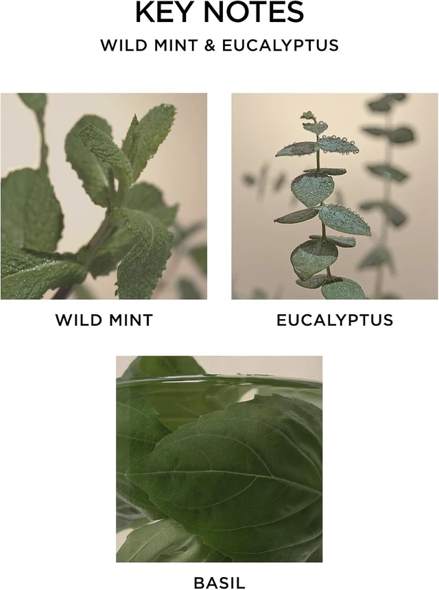 Alt view image 4 of 7 - Reed Diffuser, Wild Mint & Eucalyptus - 5.9 fl oz - Fragrance for Up to 90 Days - Reusable, Refillable Glass Holder - Includes 8 All-Natural Reed Sticks - Flame Free