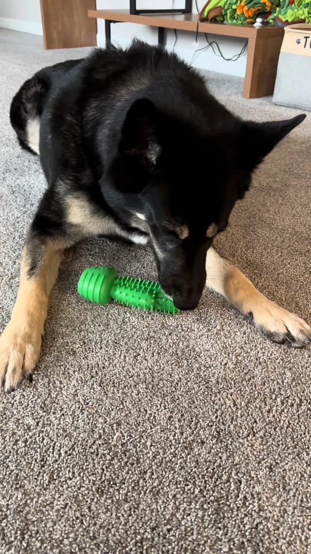 Alt view image 7 of 7 - Dog Chew Toys Dog Toothbrush Stick Teeth Cleaning Brush Dental for Medium Large Dog, Puppy Christmas Easter Birthday Gifts, Outdoor Squeaky Toys for Aggressive Chewers Interactive Tough Toys