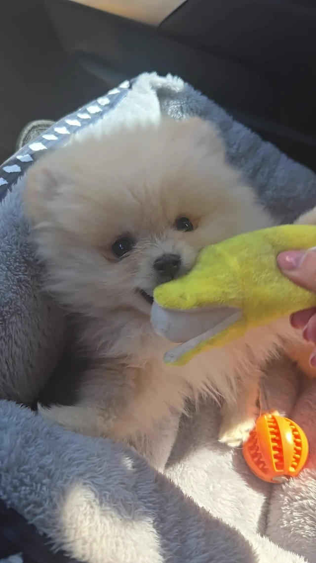 Alt view image 7 of 7 - Dog Squeaky Toys, Plush Small Dog Toys for Dogs, Stuffed with Squeakers,12 pcs Puppy Toys with a Carrying Bag for Small Medium Size