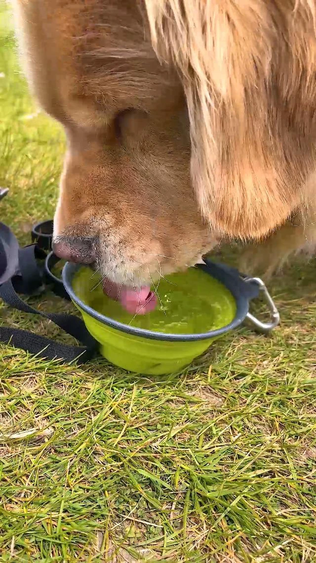 Alt view image 3 of 7 - Large Collapsible Dog Bowls, 34oz Portable Foldable Travel Water Bowl Food Dishes with Carabiner Clip for Traveling, Hiking, Walking, 2 Pack (Purple+Green)