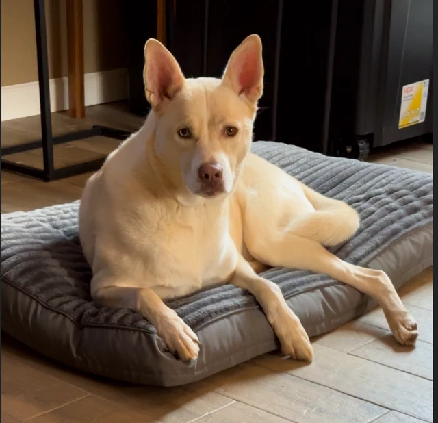 Alt view image 6 of 6 - Large Dog Bed Crate Pad 35", Washable Soft Plush Pet Mats for Sleeping Grey