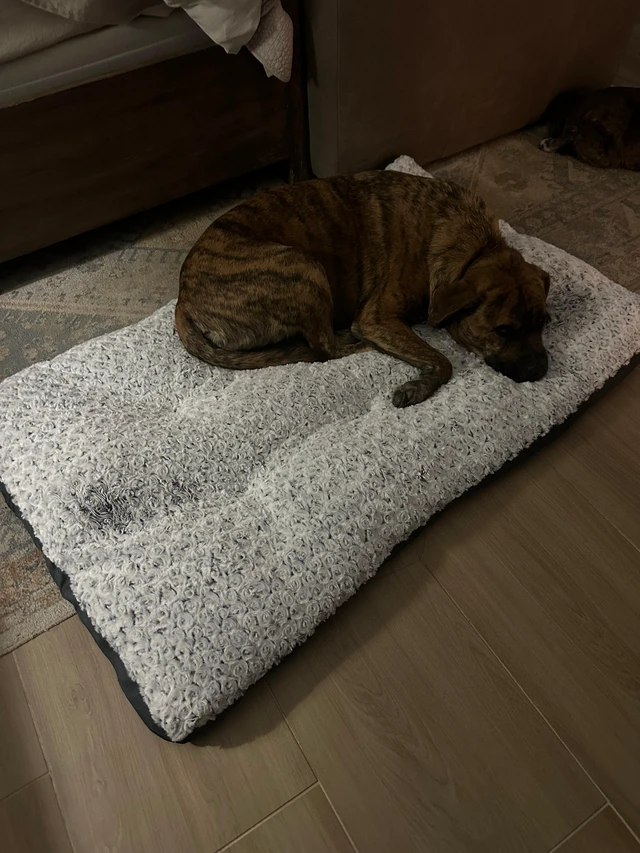 Alt view image 2 of 2 - Deluxe Washable Dog Bed for Large Dogs Dog Crate Mat 35 Inch Comfy Fluffy Kennel Pad Anti-Slip for Dogs Up to 60 lbs, 35" x 23", Grey