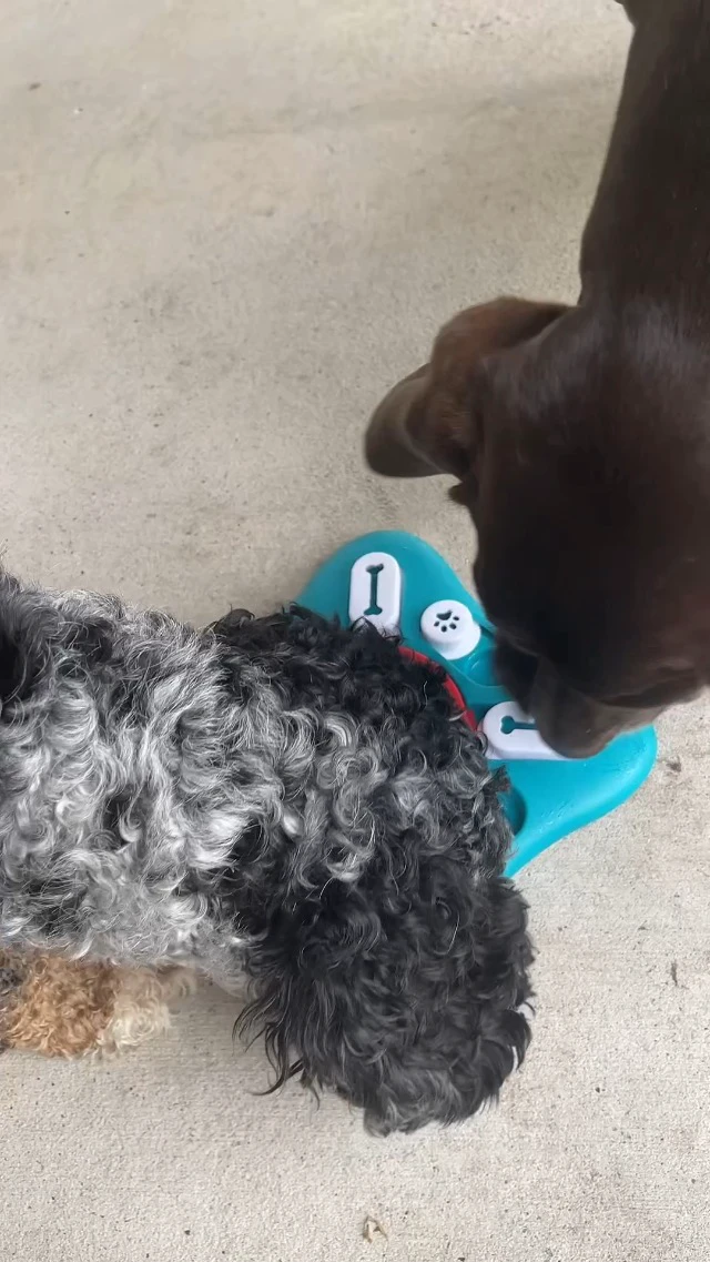 Alt view image 5 of 7 - Dog Puzzle Toys, Treat Dispensing Dog Enrichment Toys for IQ Training and Brain Stimulation, Interactive Mentally Stimulating Toys as Gifts for Puppies, Cats, Dogs