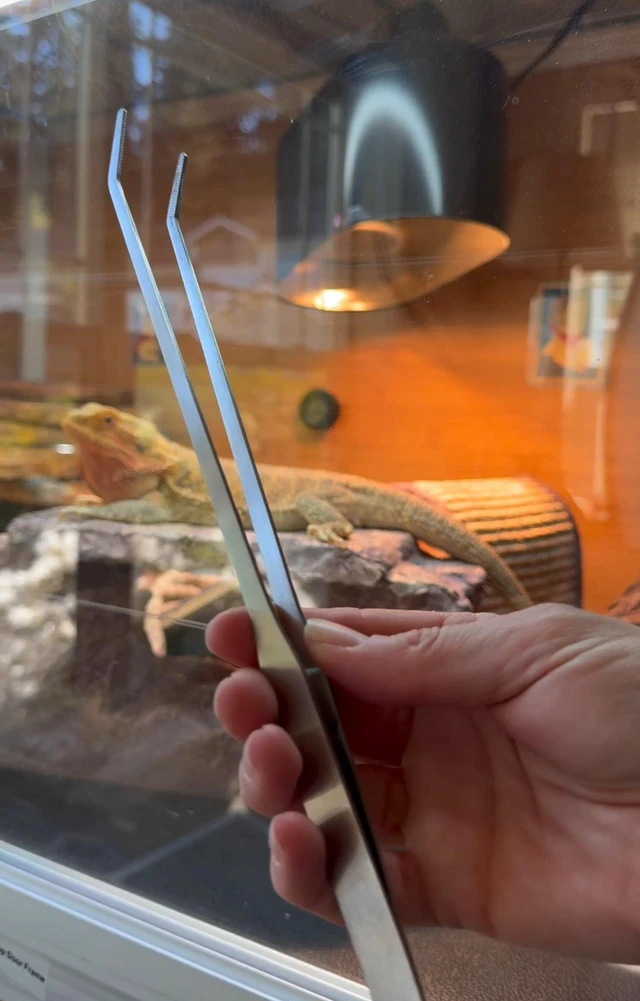 Alt view image 6 of 6 - 2PCS 10.6" Stainless Steel Aquarium & Reptile Feeding Tweezers
