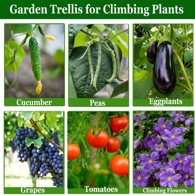 Alt view image 6 of 6 - Cucumber Trellis Garden Trellis Arch Trellis, Tall Trellis for Climbing Plants Support Vegetable Peas Fruit Vine Outdoor A-Frame Trellis Suit for Small Plant not Heavy