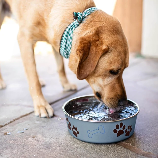 Alt view image 6 of 7 - Loving Pets Bella Dog Bowls- Stainless Steel Dog & Cat Bowls - Spill Proof Dog Food Bowl, Cat Bowl, Puppy Essentials & Pet Supplies Great for Home & Travel (Medium 20-35 lbs, Blueberry)