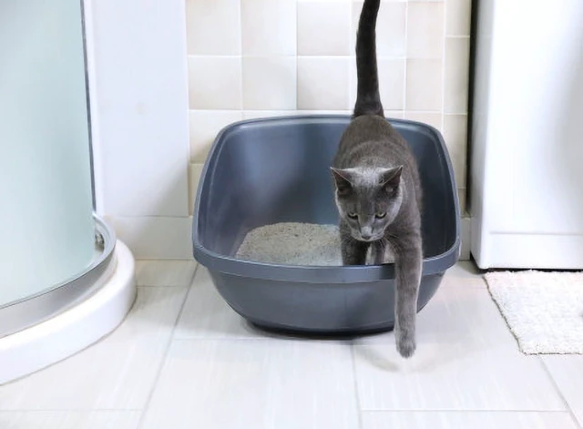 Alt view image 4 of 6 - Petmate Hi-Back Open Top High Sided Cat Litter Box 23" Plastic Jumbo XL Blue