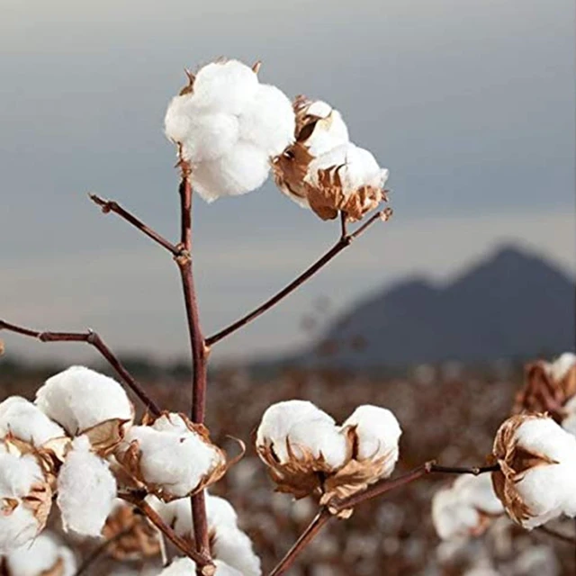 Alt view image 2 of 6 - Organyc 100% Organic Cotton Rounds (70 Count) - Biodegradable, Chemical Free, for Sensitive Skin
