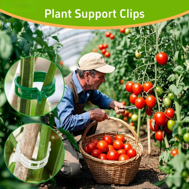 Alt view image 7 of 7 - 100 Pcs Plant Support Clips,Plastic Clips for Securing Plants | Plant Fixing Clips,Tomato Vine Clips,Garden Clips for Climbing Plants,Grape and Vine Vegetables,Reusable(100, Green)
