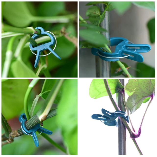 Alt view image 4 of 7 - 60PCS Plant Clips 2 Sizes Adjusting Reusable Garden Plant Supports Clips for Supporting Stems of Flower Vine Vegetables Tomatoes Climbing