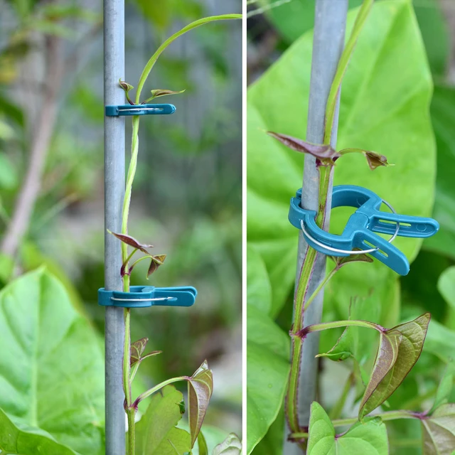 Alt view image 5 of 7 - 60PCS Plant Clips 2 Sizes Adjusting Reusable Garden Plant Supports Clips for Supporting Stems of Flower Vine Vegetables Tomatoes Climbing