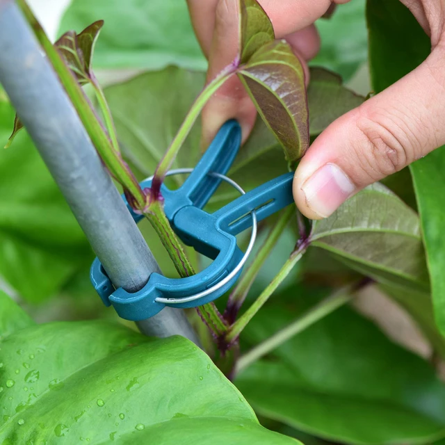 Alt view image 7 of 7 - 60PCS Plant Clips 2 Sizes Adjusting Reusable Garden Plant Supports Clips for Supporting Stems of Flower Vine Vegetables Tomatoes Climbing