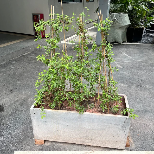 Alt view image 5 of 6 - Plant Stakes,18IN Natural Garden Bamboo Sticks, 20Pcs Plant Support Stakes | with 20Pcs Green Ties, Bamboo Sticks for Plants,Garden Stakes for Plants,Tomatoes, Beans, Vegetable and Potted Plants