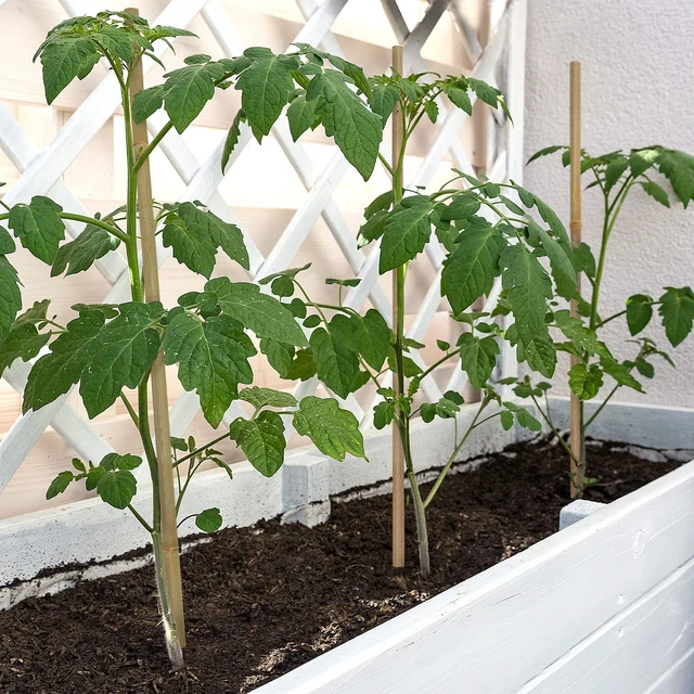 Alt view image 4 of 6 - Plant Stakes,18IN Natural Garden Bamboo Sticks, 20Pcs Plant Support Stakes | with 20Pcs Green Ties, Bamboo Sticks for Plants,Garden Stakes for Plants,Tomatoes, Beans, Vegetable and Potted Plants