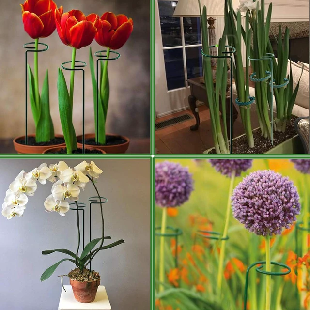Alt view image 5 of 7 - Plant Stake Support - 6 Pack, Garden Single Stem Support Stake 15.9 inch | Plant Cage Support Rings, Single Stem Plant Support Stakes, Plant Twist Ties, for Flowers Amaryllis Tomatoes Peony Lily Rose