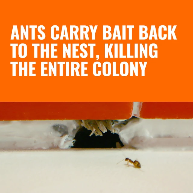Alt view image 3 of 7 - TERRO Liquid Ant Killer Bait Stations, 12-Pack, Indoor Ant Traps, T300B