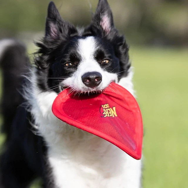 Alt view image 6 of 6 - Nerf Dog Nylon Flyer Dog Toy, Flying Disc, Lightweight, Durable and Water Resistant, Great for Beach and Pool, 9 inch diameter, for Medium/Large Breeds, Single Unit, Red
