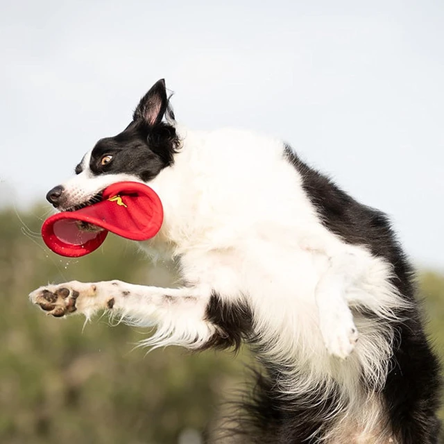 Alt view image 5 of 6 - Nerf Dog Nylon Flyer Dog Toy, Flying Disc, Lightweight, Durable and Water Resistant, Great for Beach and Pool, 9 inch diameter, for Medium/Large Breeds, Single Unit, Red