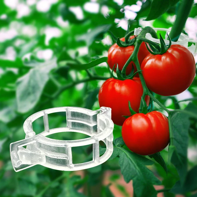 Main image of Tomato Clips for Climbing Plants 100 Pack Clear Reusable Plastic