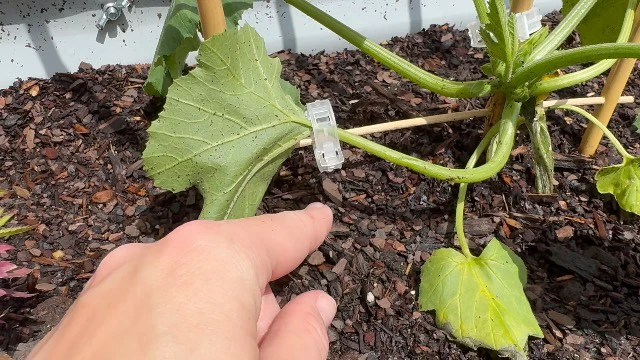 Alt view image 4 of 5 - Tomato Clips for Climbing Plants 100 Pack Clear Reusable Plastic
