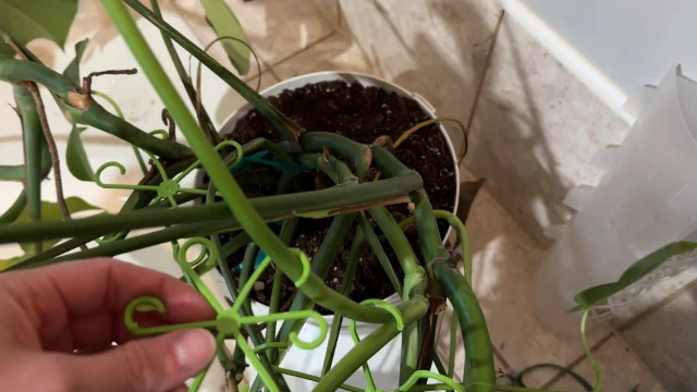 Alt view image 3 of 3 - 16PCS Plant Stem Support Clips for Indoor Climbing Houseplants