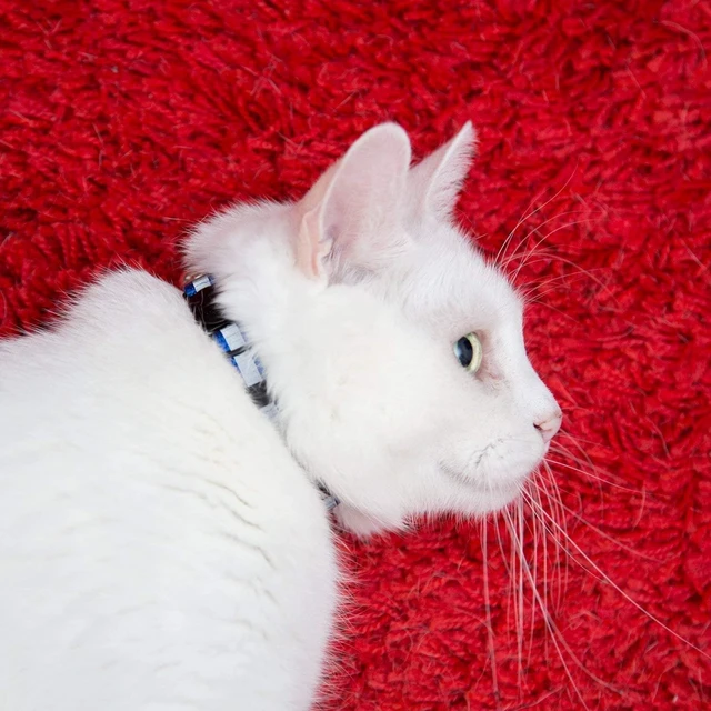 Alt view image 6 of 7 - Reflective Cat Collar with Bell, Set of 6, Solid & Safe Collars for Cats, Nylon, Mixed Colors, Pet Collar, Breakaway Cat Collar