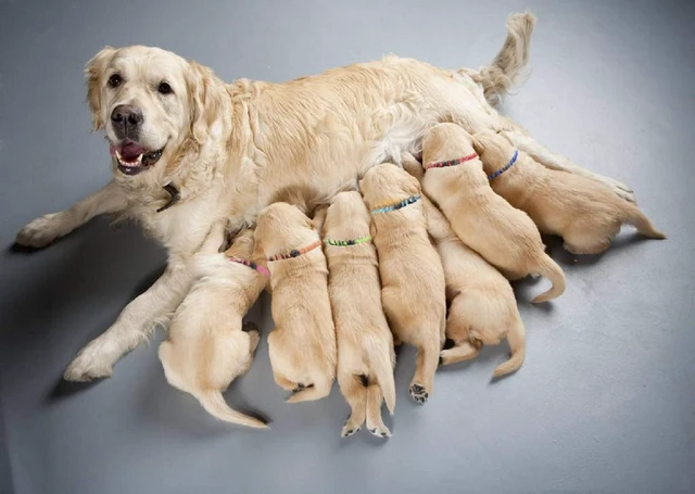 Alt view image 2 of 7 - Puppy Collars for Litter,Puppy Collars for Small Puppies Soft Nylon Safety Whelping Litter Collar for Newborn Pets with Record Keeping Charts 12pcs(S)