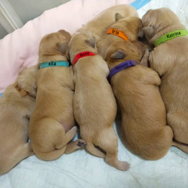 Alt view image 7 of 7 - 15 Pcs Puppy Kitten Whelping Collars, Soft Newborn Pet ID Bands | Double-Sided Soft Fabric, Newborn Puppies and Kittens, Easy Identification with 15 Colors, Adjustable Design with No Buckles