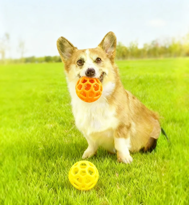 Alt view image 2 of 7 - 2PCS pet Bell Ball Toy,Suitable for Dogs, Cats, and Other Animals. Safe and Durable, bite-Resistant Design, Interactive Toy, Promotes Activity, an Essential Daily Plaything for Pets.