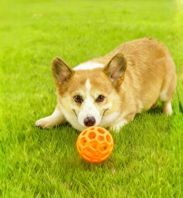 Alt view image 5 of 7 - 2PCS pet Bell Ball Toy,Suitable for Dogs, Cats, and Other Animals. Safe and Durable, bite-Resistant Design, Interactive Toy, Promotes Activity, an Essential Daily Plaything for Pets.