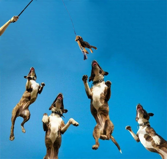 Alt view image 7 of 7 - Dog Extendable Teaser Wand Pet Flirt Stick Pole Puppy Chasing Tail Interactive Toy for Small Medium Large Dogs Training Playing Exercise
