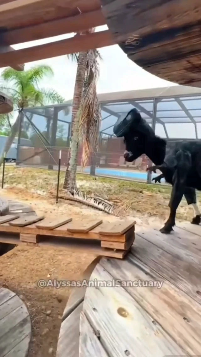 Alt view image 2 of 2 - Pupasaurus Rex Dog Costumes Medium