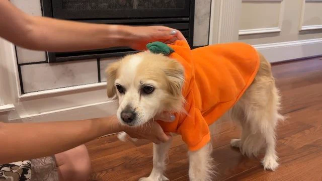 Alt view image 4 of 7 - Dog Christmas Halloween Costumes,Dog Hoodies for Small Dogs Cats, Cat Puppy Outfits,Yorkie Chihuahua Pomeranian Clothes (Large, Orange-Carrot)