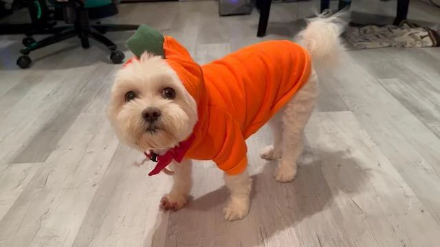 Alt view image 5 of 7 - Dog Christmas Halloween Costumes,Dog Hoodies for Small Dogs Cats, Cat Puppy Outfits,Yorkie Chihuahua Pomeranian Clothes (Large, Orange-Carrot)